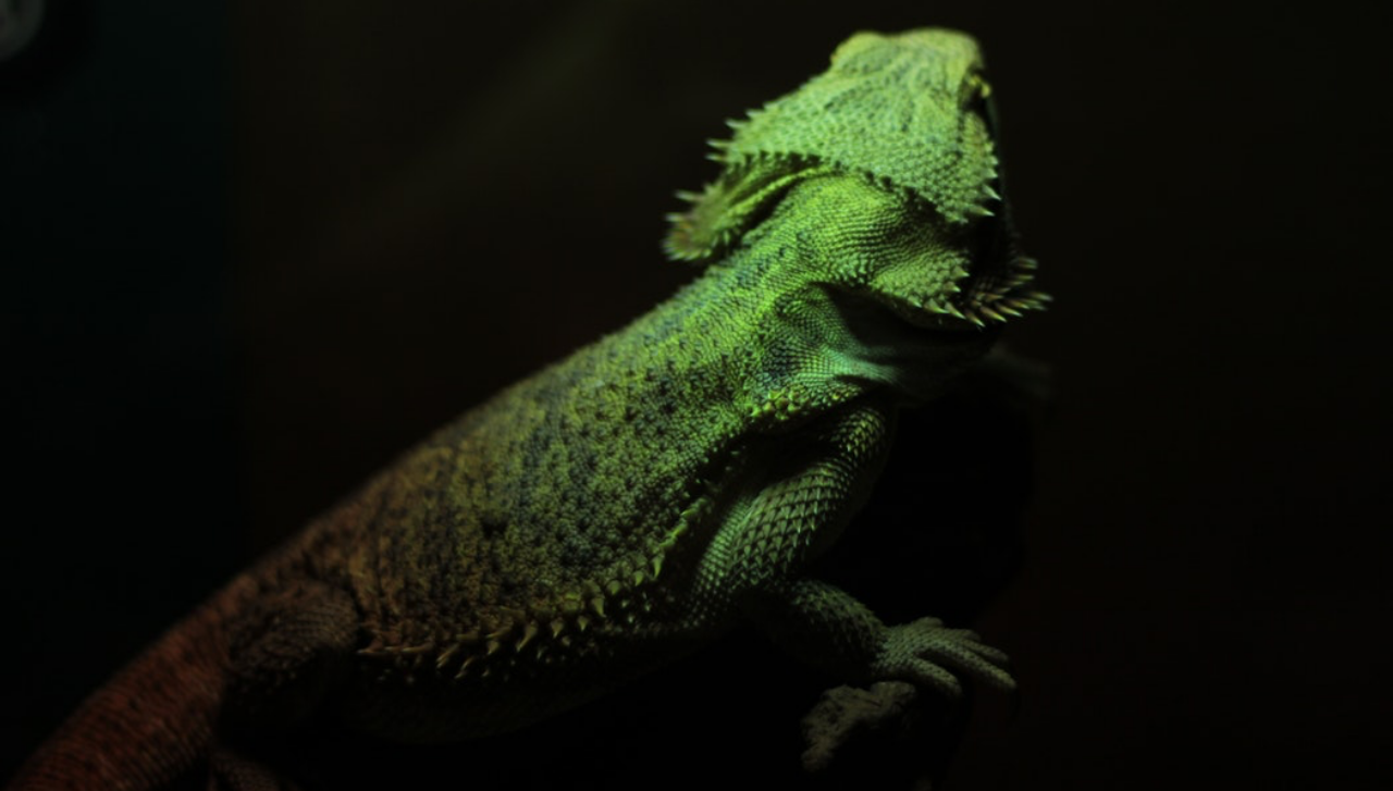 Big iguana