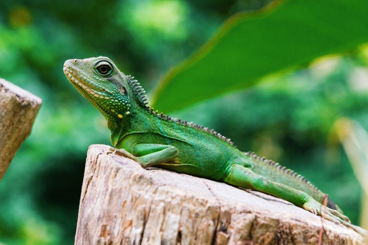 Iguana on tree