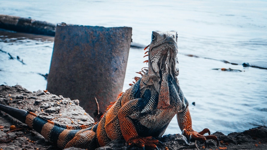 Iguana in nature