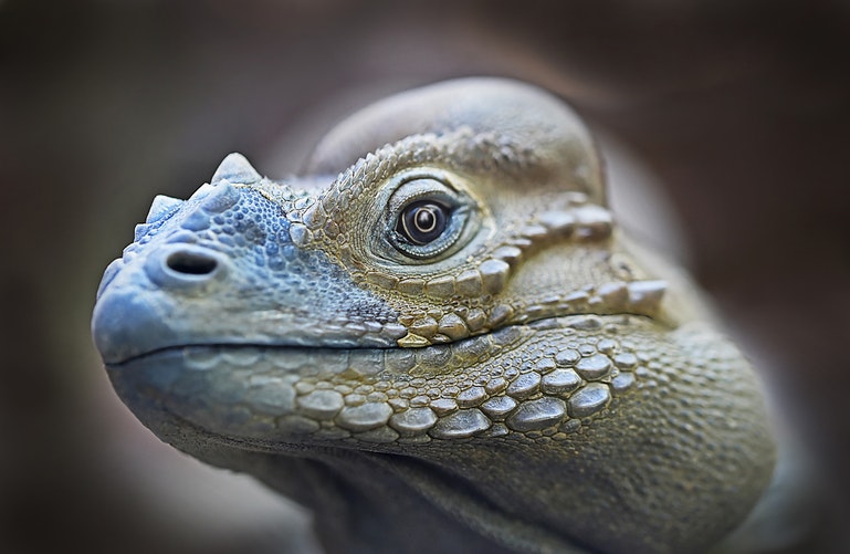Iguana head
