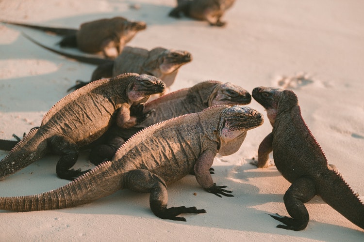 Group of iguanas